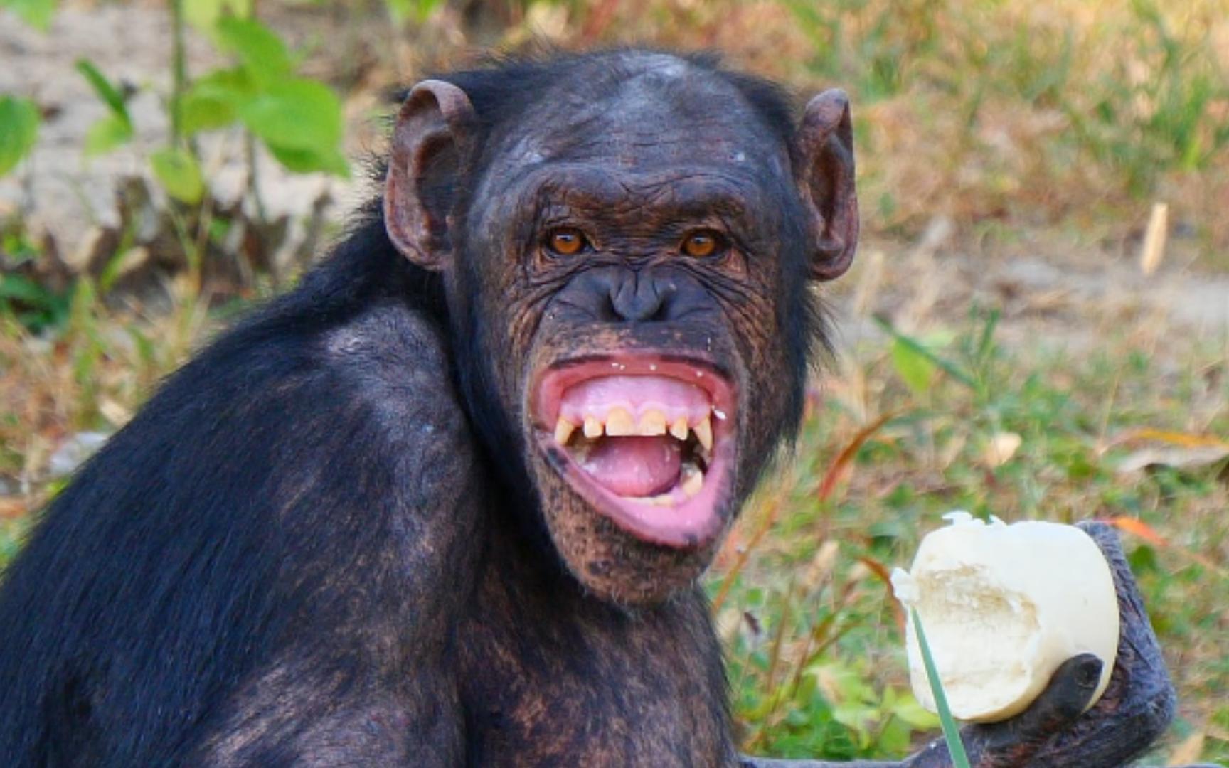 【黑猩猩】请大家文明观看动物 不要私自投喂自带食物