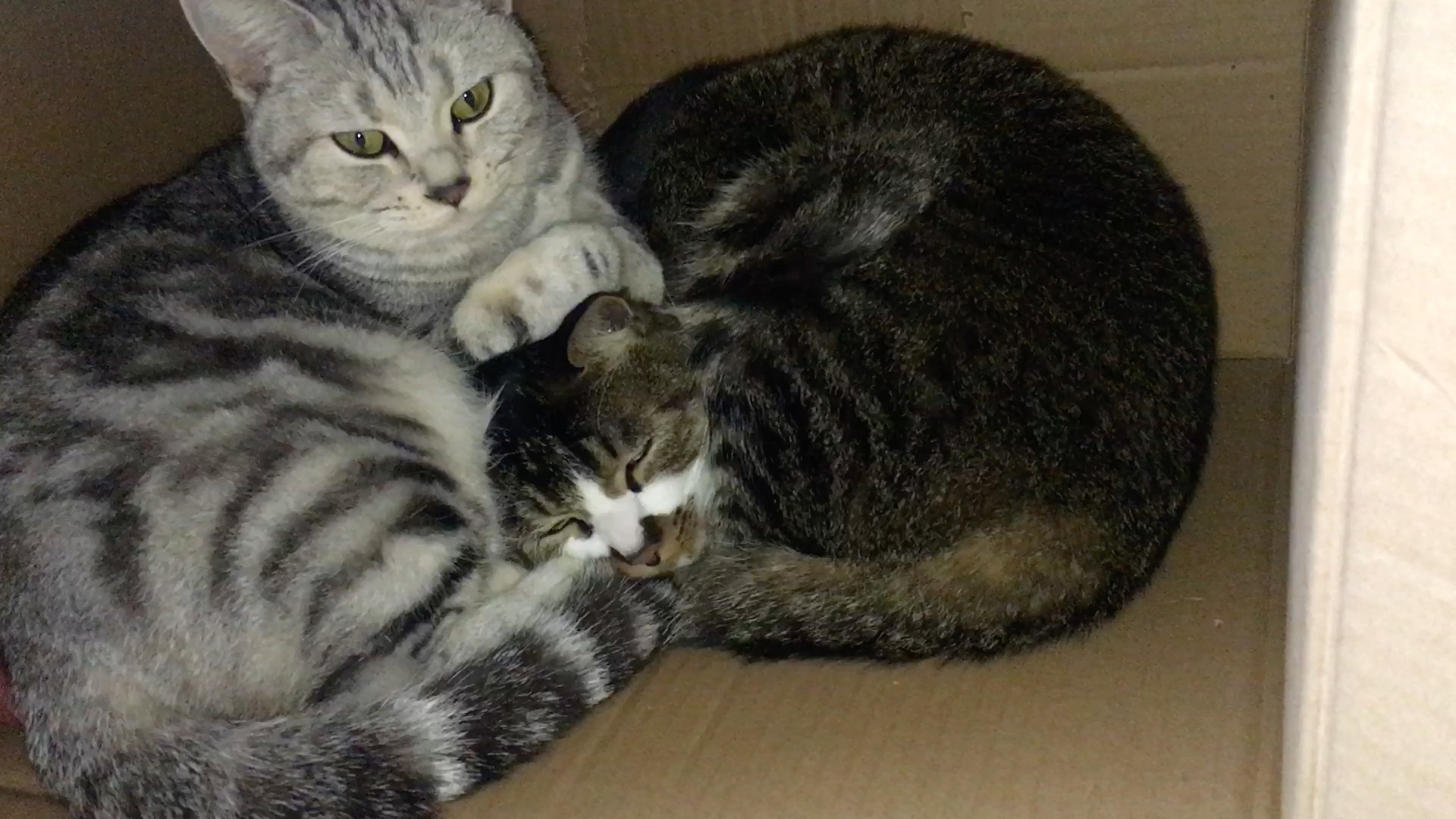 狸花猫,美短.真皮毛枕头.