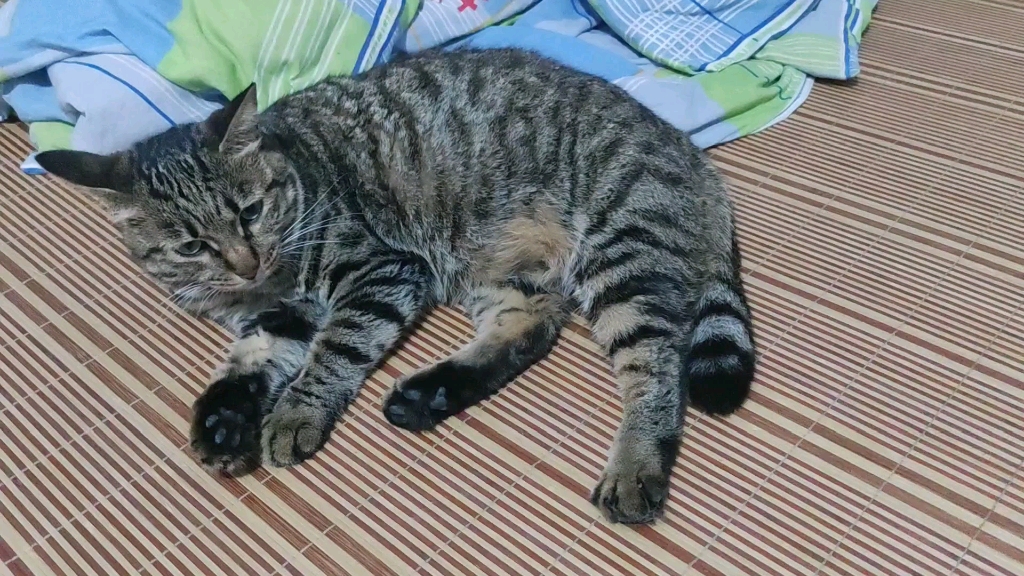 【狸花猫】给大家看看阿罗的黑爪爪