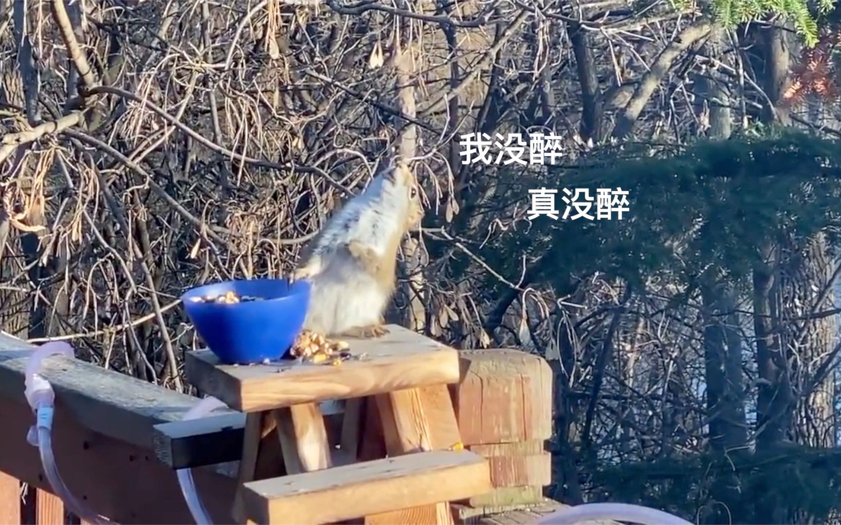 [图]酒醉的松鼠！“意外食客”误食发酵梨子后酩酊大醉