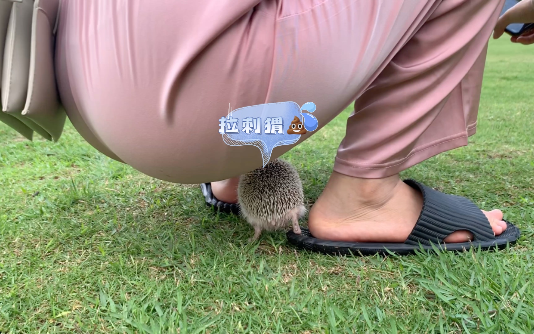 [图]【非洲迷你小刺猬】拥有一只跟屁虫的快乐！！