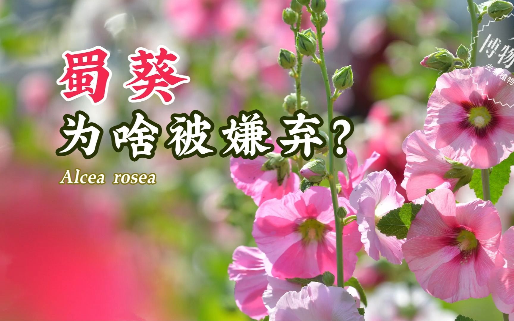 蜀葵,是一种川菜吗?美美的花还会被人嫌弃?【天冬博物日志】【去看植物吧】哔哩哔哩bilibili