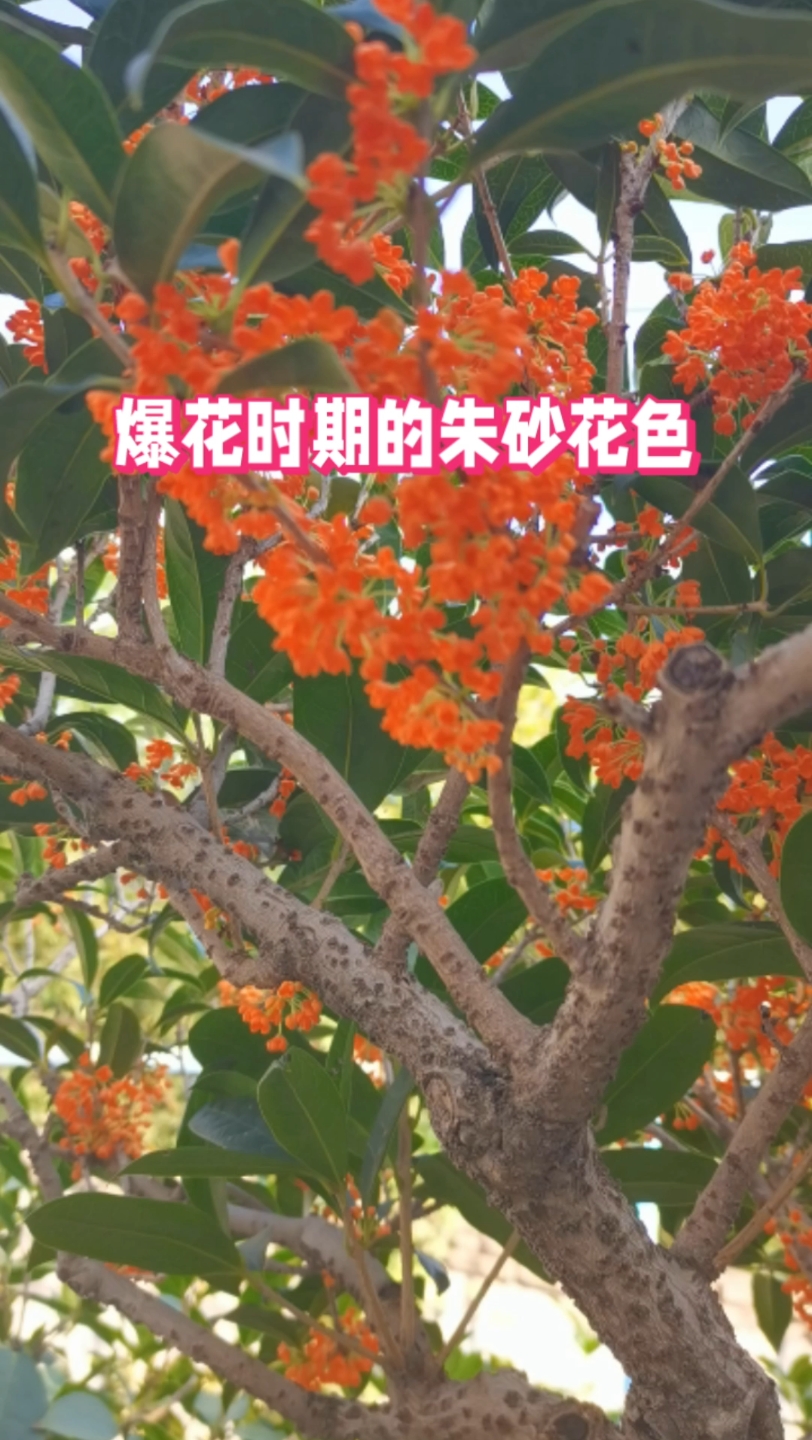 爆花时期的朱砂桂花色欣赏哔哩哔哩bilibili