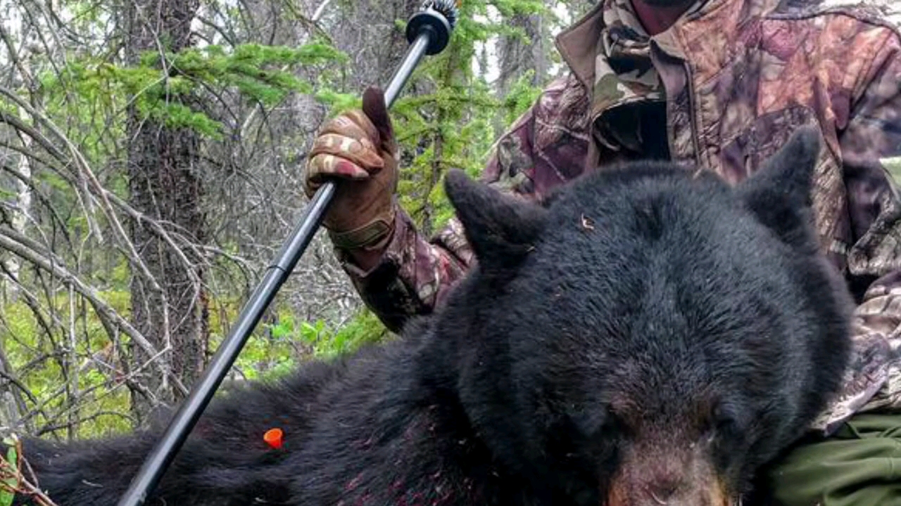 外国吹箭竟然能狩猎黑熊