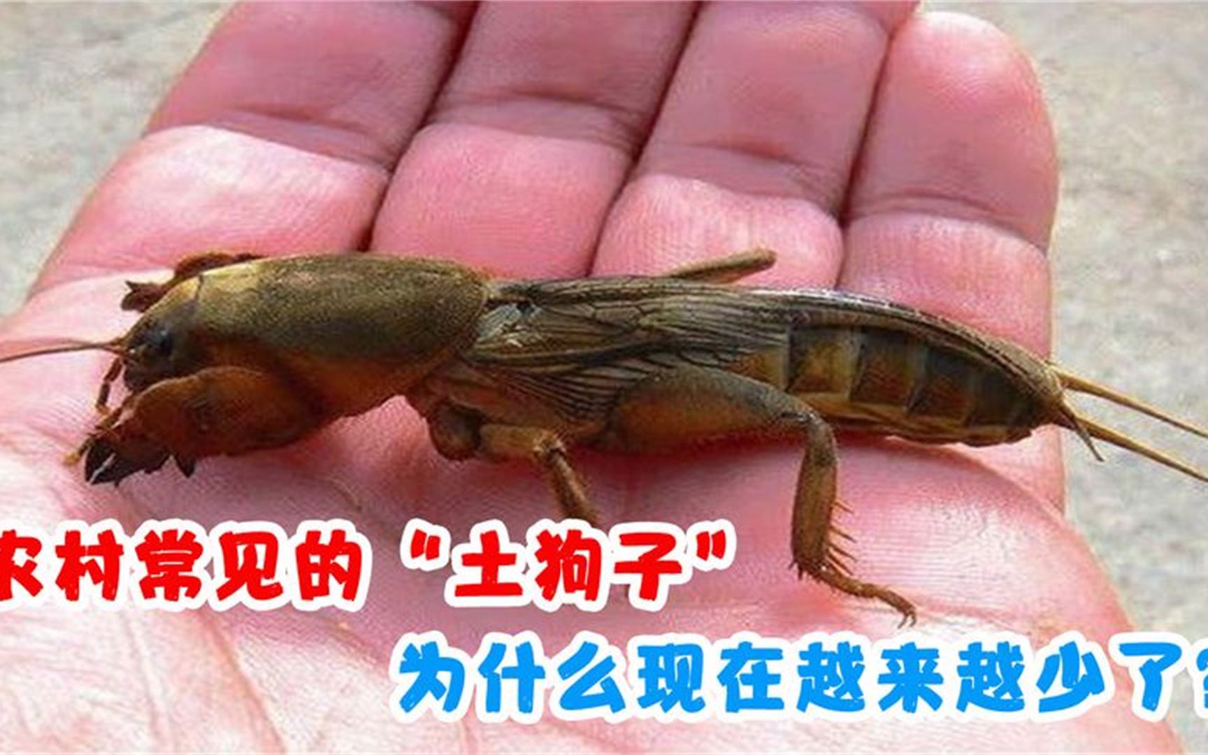 农村常见的蝼蛄,人称"土狗子",为什么现在越来越少了?