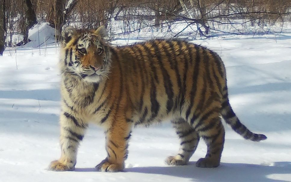 一只亚成年东北虎站在马路中央你遇到它会害怕么