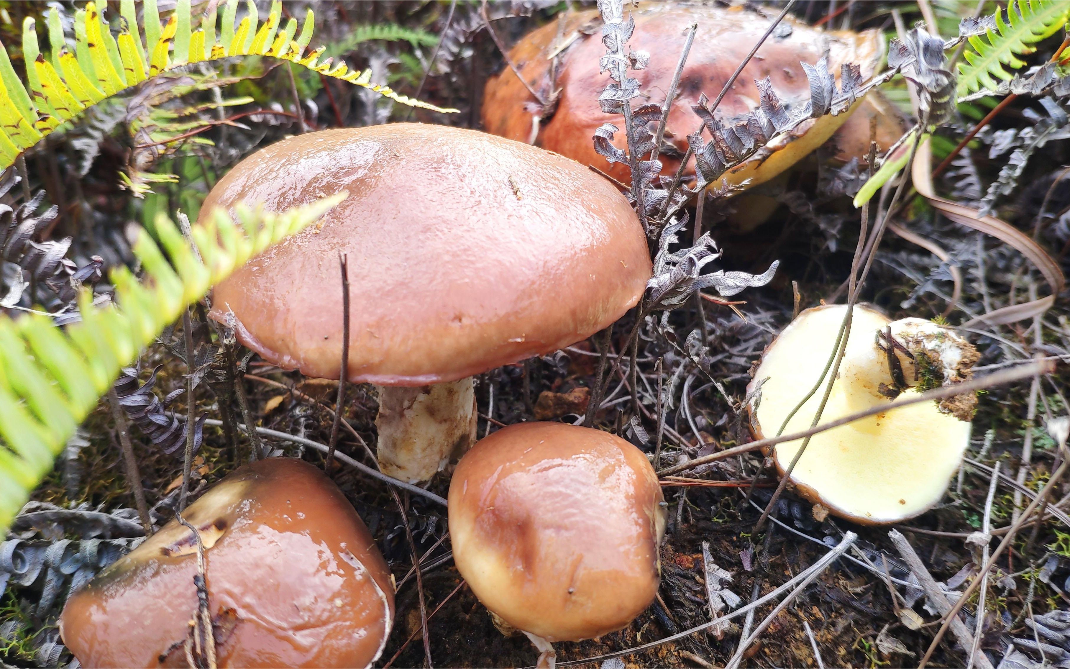 江西矮山上有种蜂窝状的山货口感滑溜很独特就是不知道叫啥名