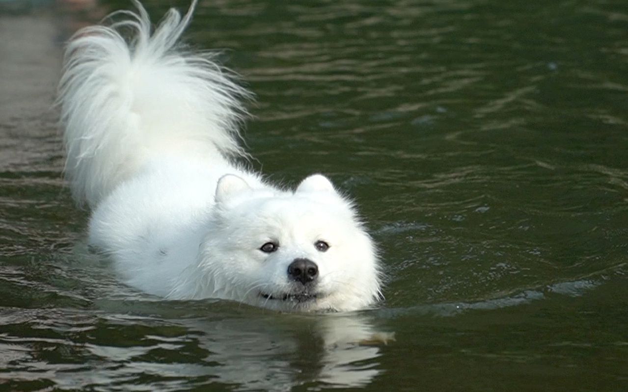 萨摩耶软糖游泳超开心,还想再去被爸爸拒绝,软糖:不想理你【两个人一