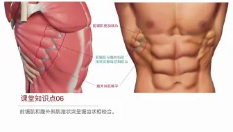 前锯肌与腹外斜肌讲解！