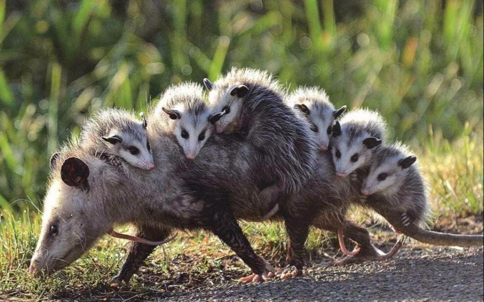 母爱的重量负鼠妈妈驮着孩子外出宝宝齐溜溜挂背上