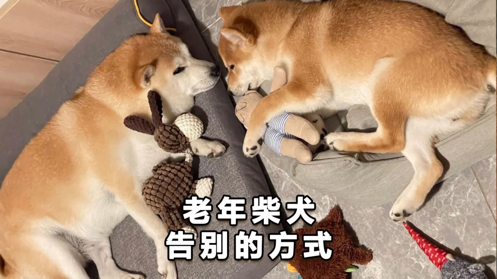 柴犬临终前,与主人“告别”的行为哔哩哔哩bilibili