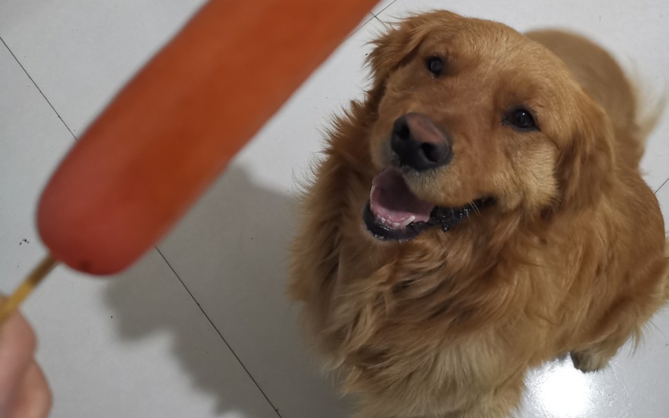 有吃的,干啥都行的金毛猪