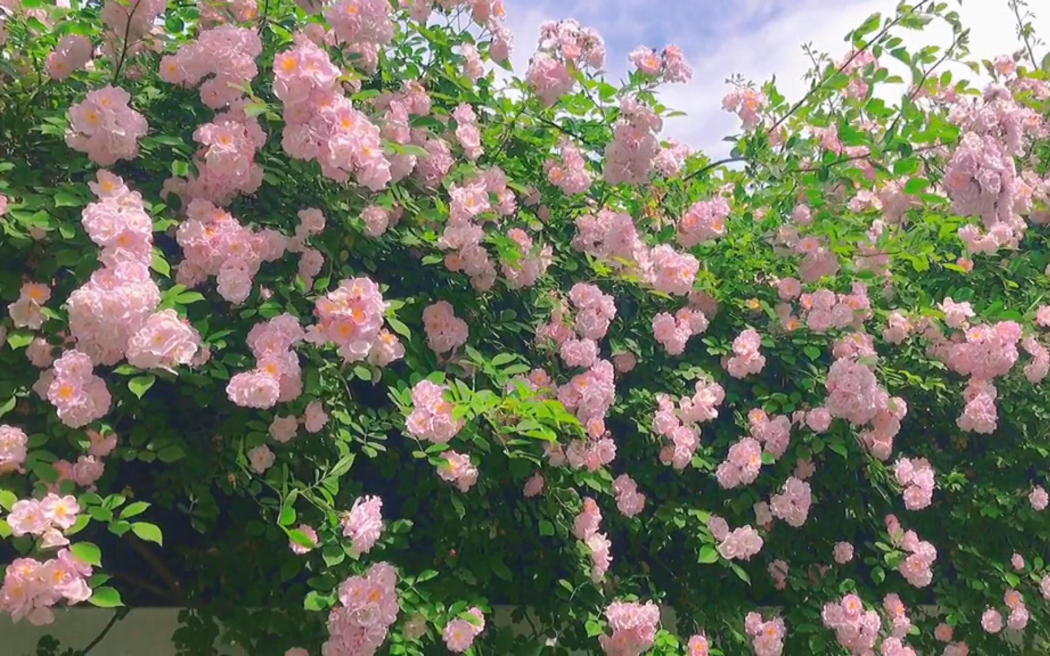 [图]“那就祝你有数不尽的鲜花和浪漫，祝你夜夜是好梦”