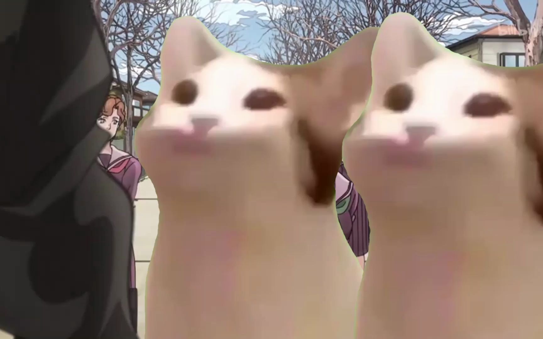 猫喜欢空条承太郎