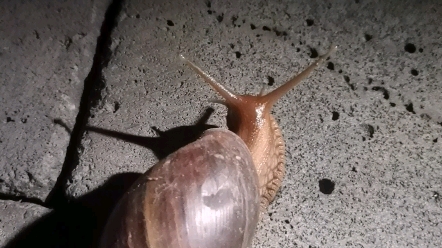 广州连蜗牛都是plus版