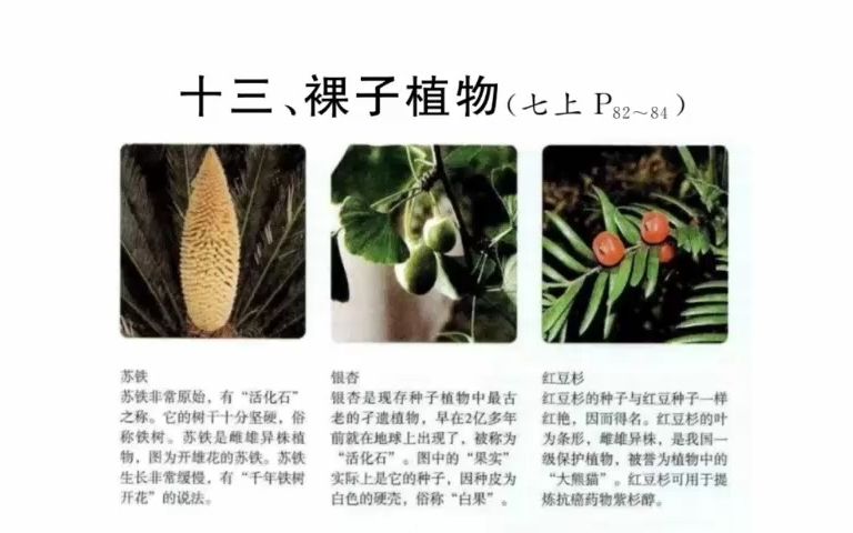 [图]13.裸子植物