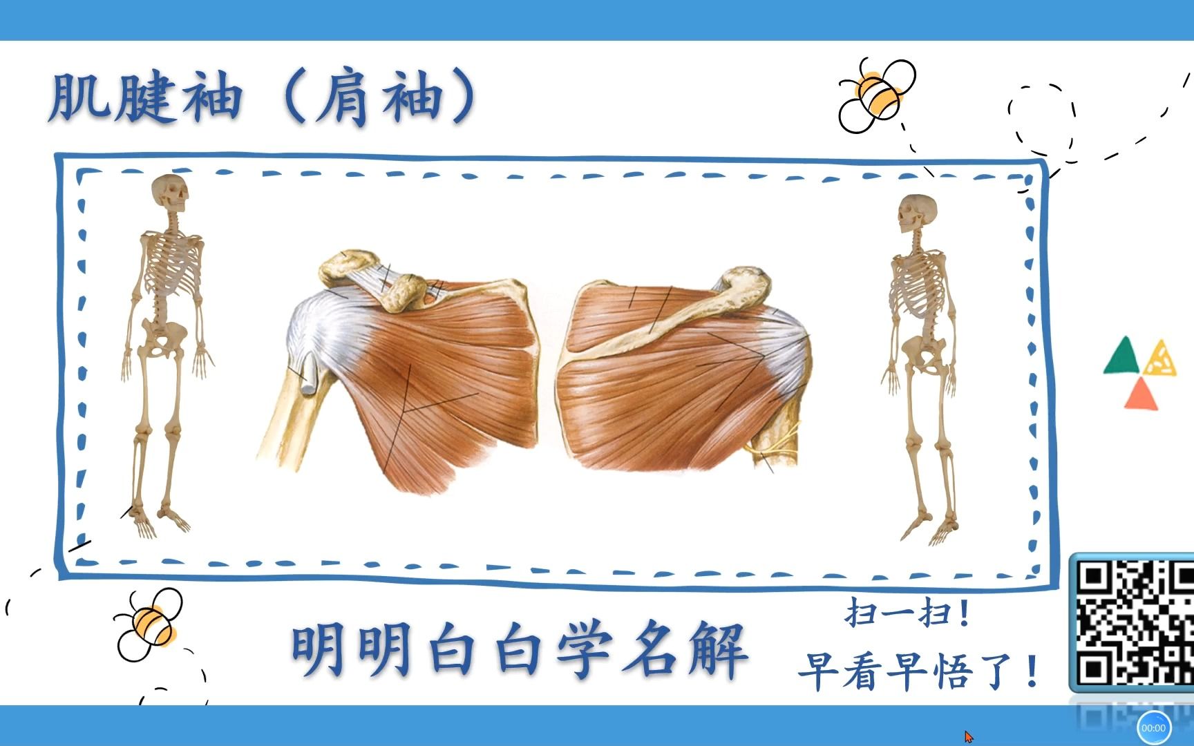 明明白白学名解—肌腱袖(局部解剖学)哔哩哔哩bilibili