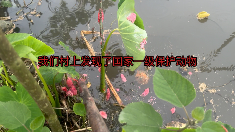 我们村上发现了国家一级保护动物