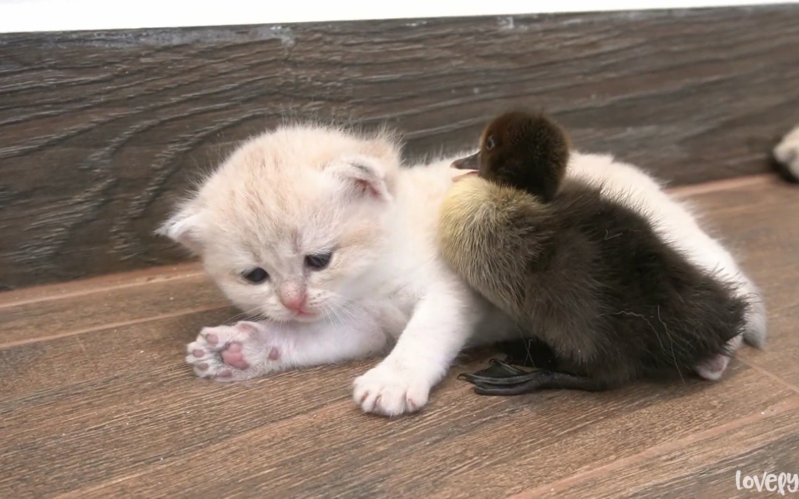 一直粘着小猫咪的小鸭子