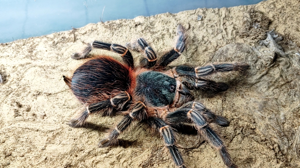 巴伊亚猩红新蜕