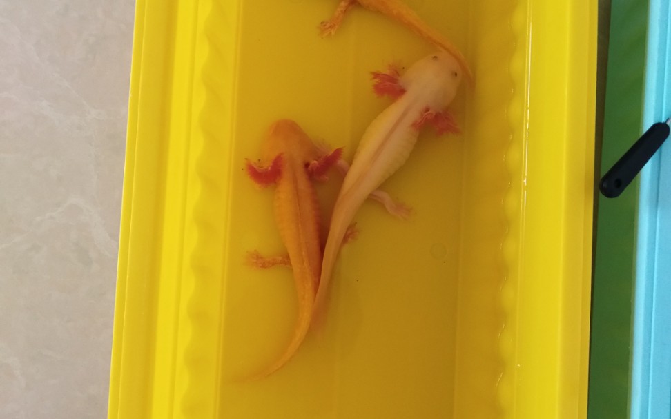 给六角恐龙换水日常