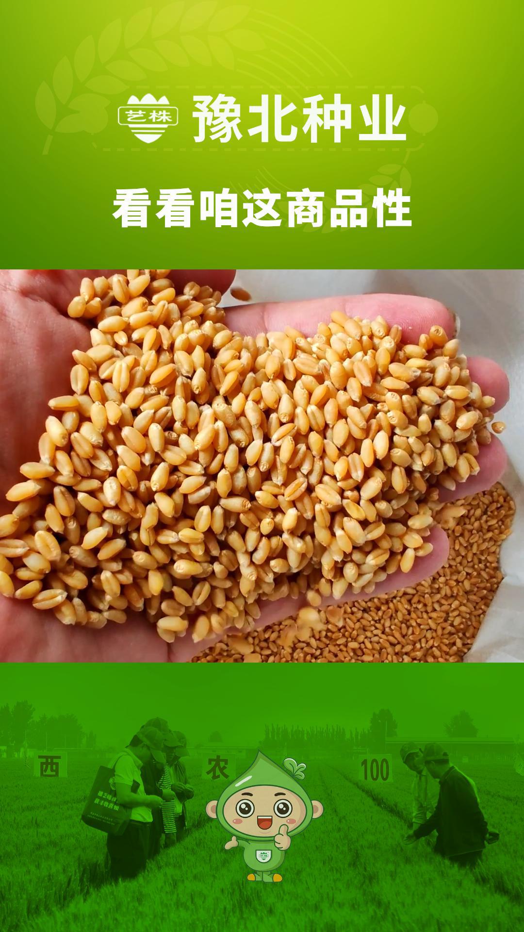 西农1018小麦品种简介图片