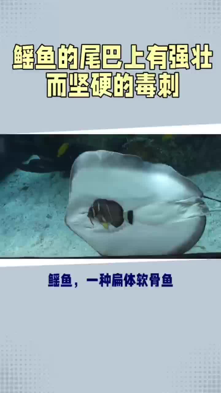 鳐鱼的尾巴有强壮而坚硬的毒刺哔哩哔哩bilibili