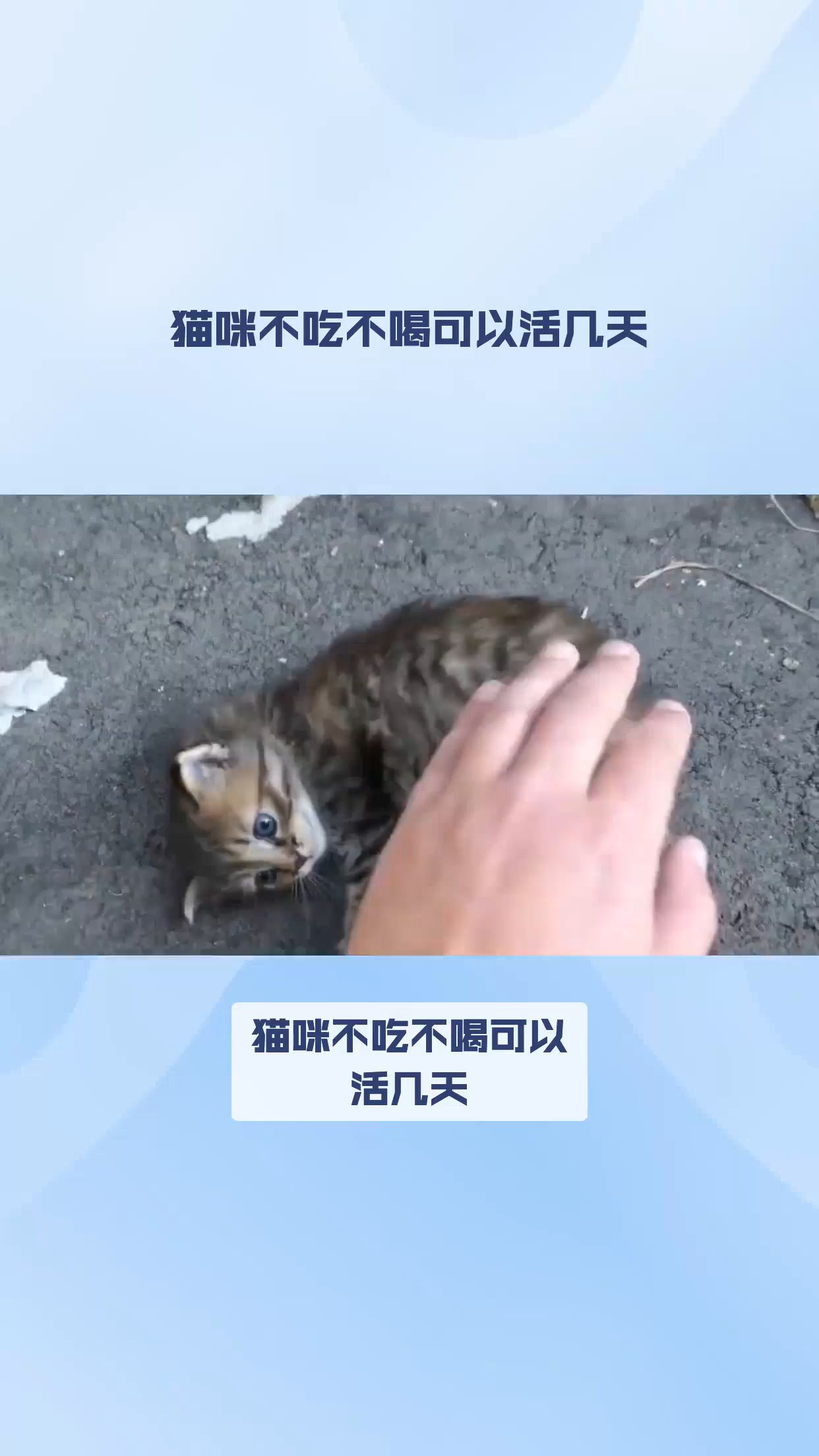 猫咪不吃不喝可以活几天哔哩哔哩bilibili