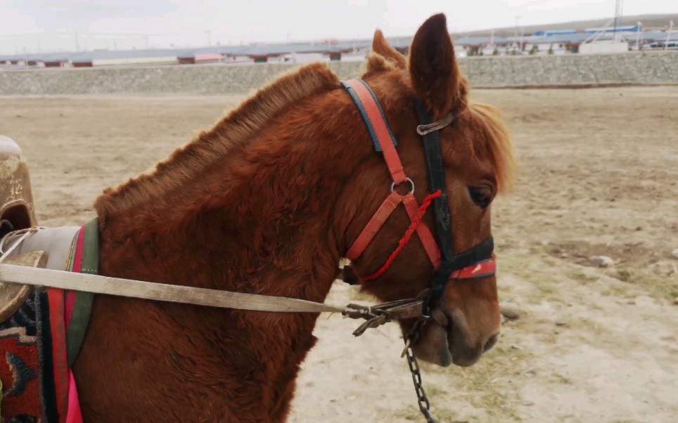 不到一岁的小马儿以及它的小表情