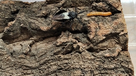 黄带犀猎蝽吃面