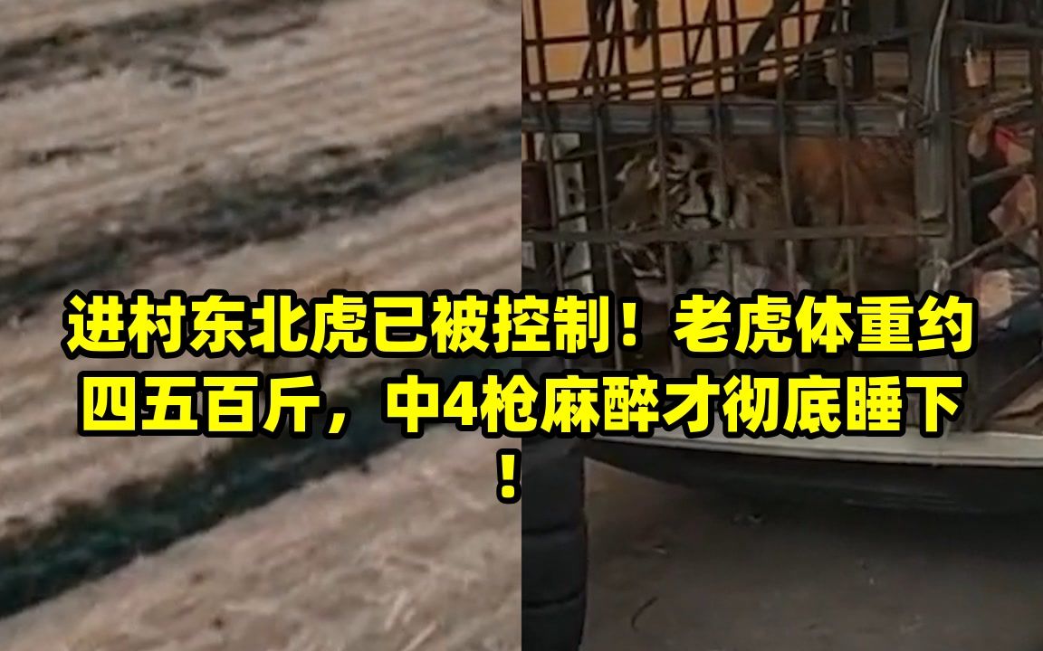 进村东北虎已被控制!老虎体重约四五百斤,中4枪麻醉才彻底睡下!