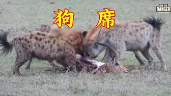 狗席