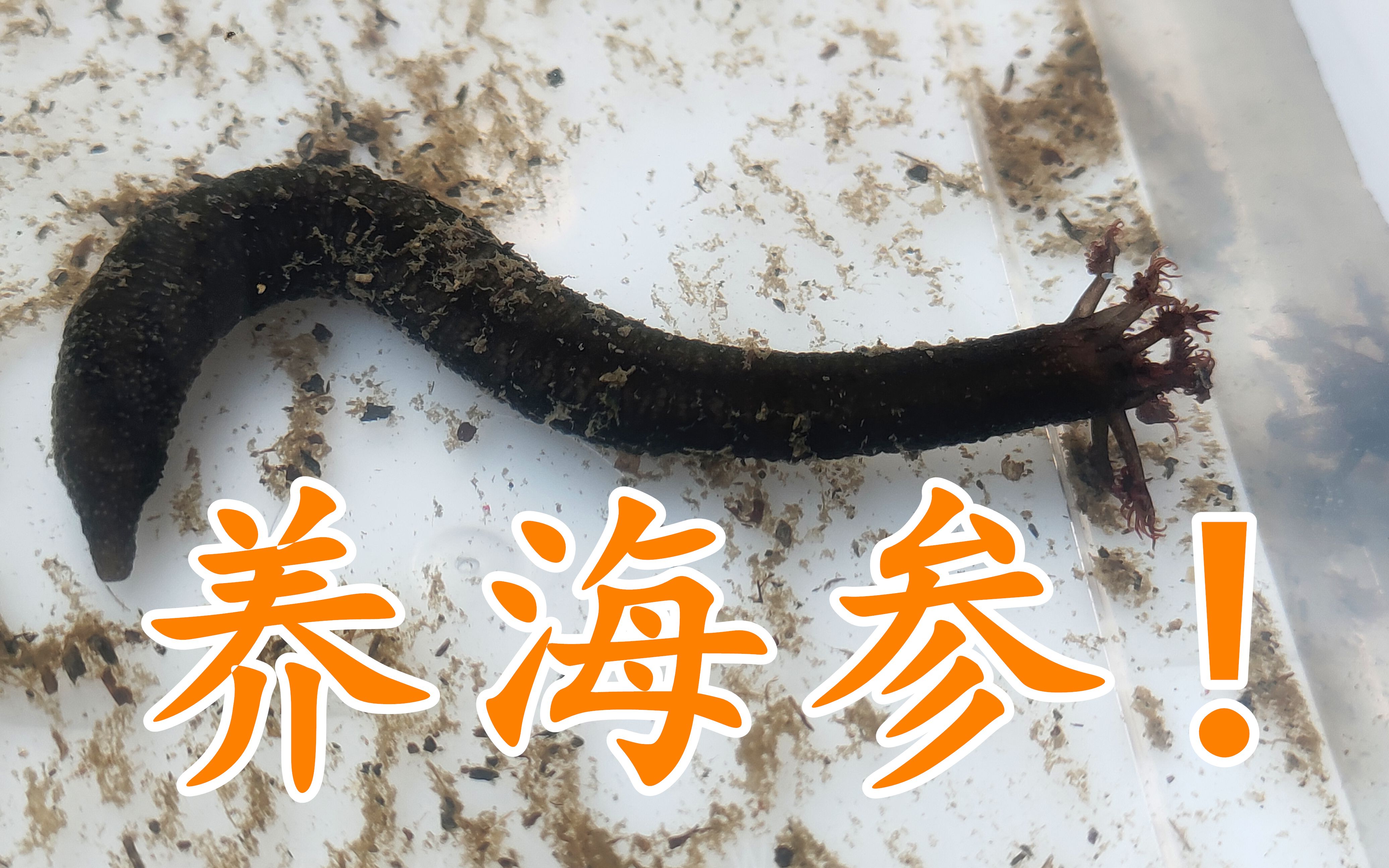 养根海参试试!_哔哩哔哩_bilibili