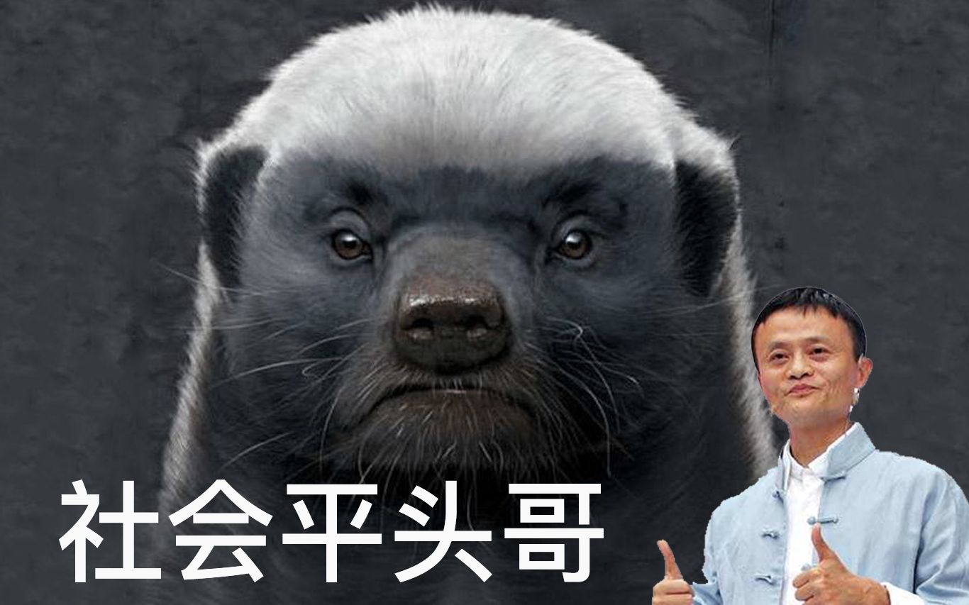 社会平头哥马云爸爸都用它开新公司到底多厉害