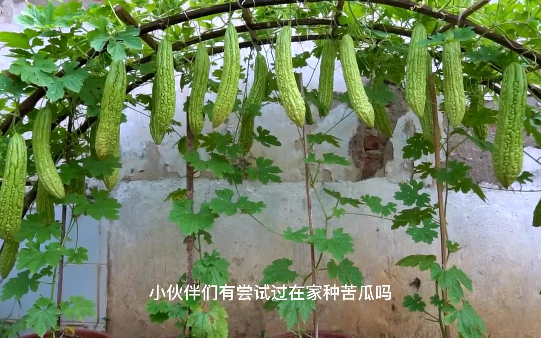 在家种植苦瓜,方法简单易学,一根能结好几十个瓜哔哩哔哩bilibili