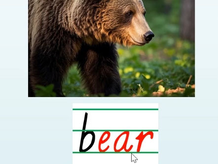 熊bear怎么读,音标如何拼,四线三格中怎么写