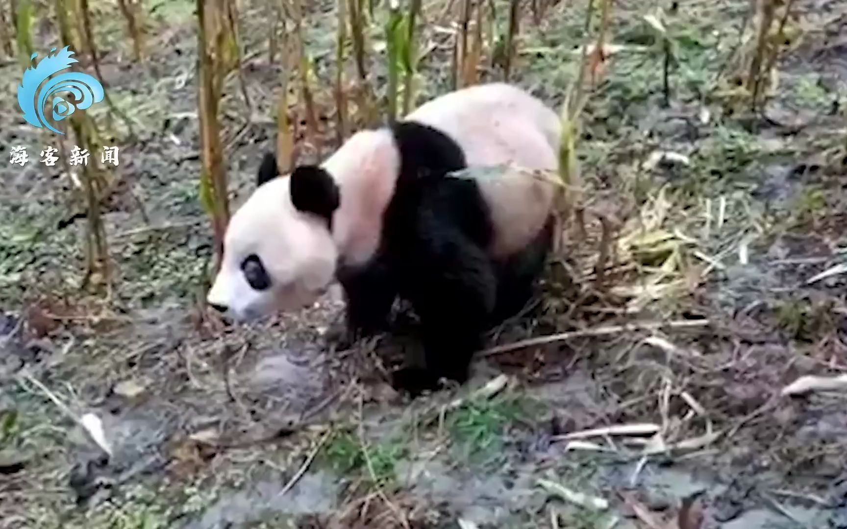 [图]【野生大熊猫】下山觅食 村民组团围观打招呼“hello”