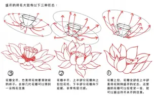 Tải video: 荷花怎么画？看这一个视频就够了！！