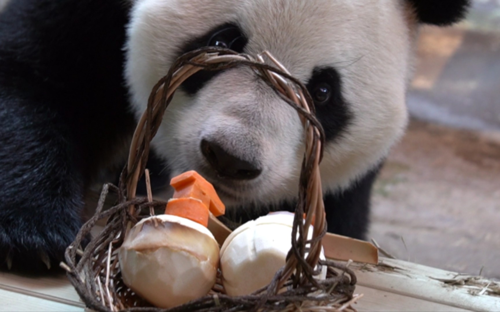 大熊猫萌萌# 谁给本公主准备的手榴弹下午茶,这不符合本公主的淑女