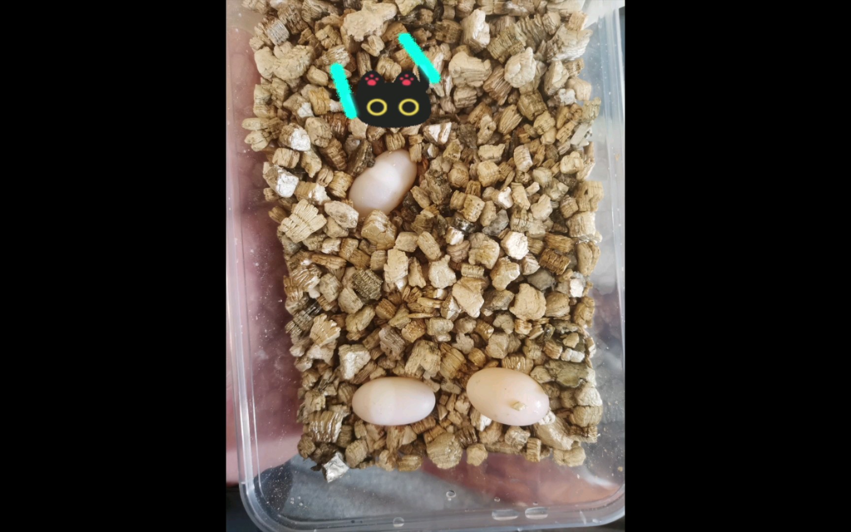 一个尴尬的激活龟弱精蛋实验,实验了一个寂寞