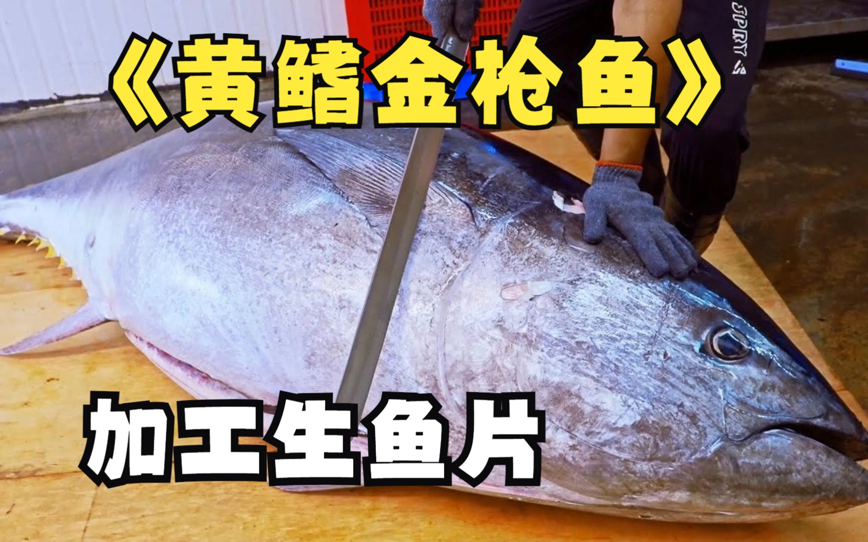 同樣鮮美可口,備受人們青睞的還有鯛魚鮰魚鱈魚海鱺魚羅非魚等魚下巴