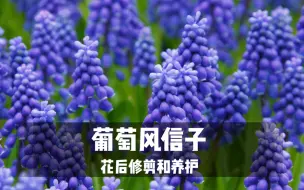 Tải video: 【植物养护】葡萄风信子花后修剪和养护，你做对了吗？