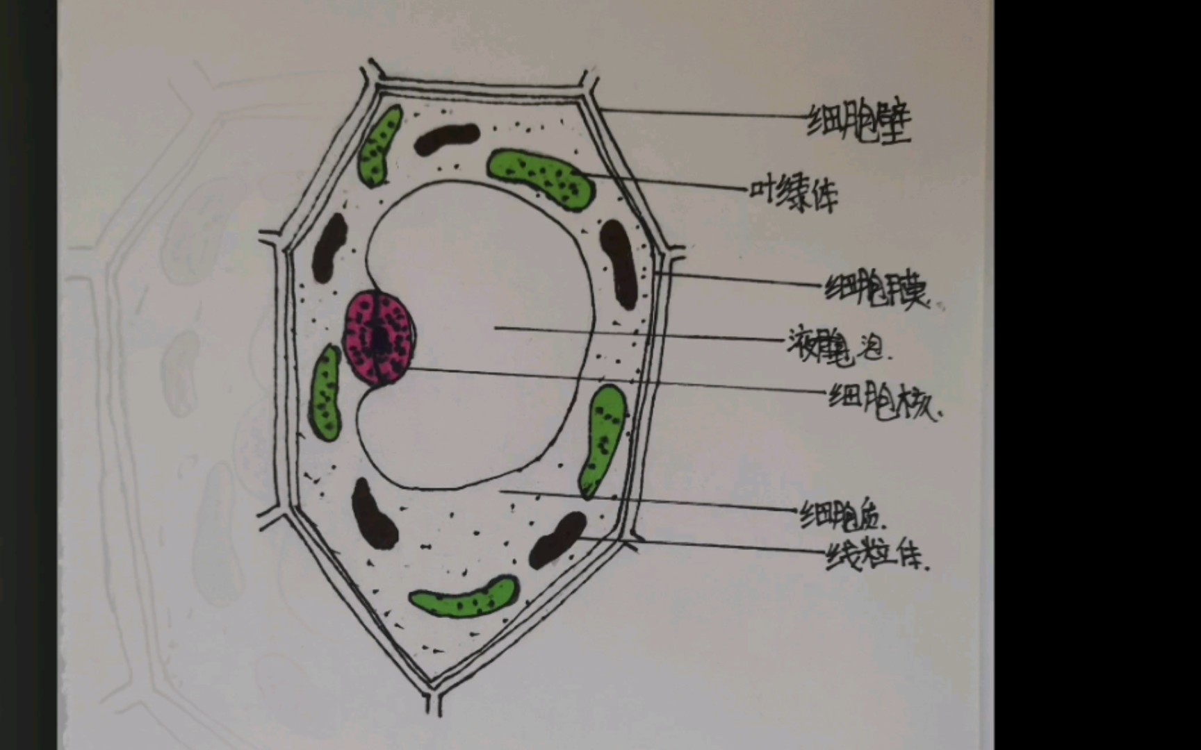 植物细胞模式图——孩子们第一次画,积极性很高,尽管画的有点不忍直视,但毕竟是他们的第一副作品,已经很好了哔哩哔哩bilibili