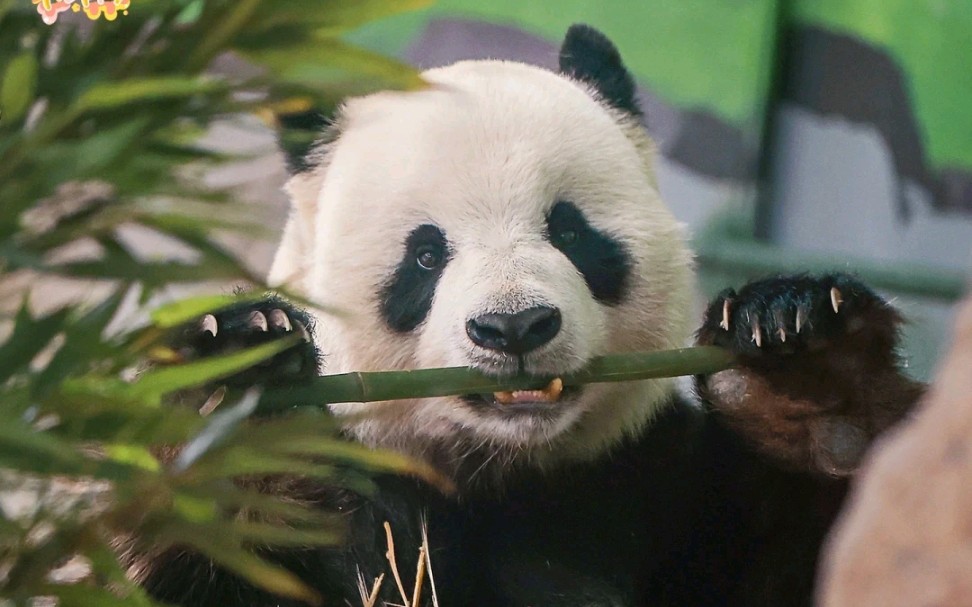 乖乖小绅士银柯吃笋笋