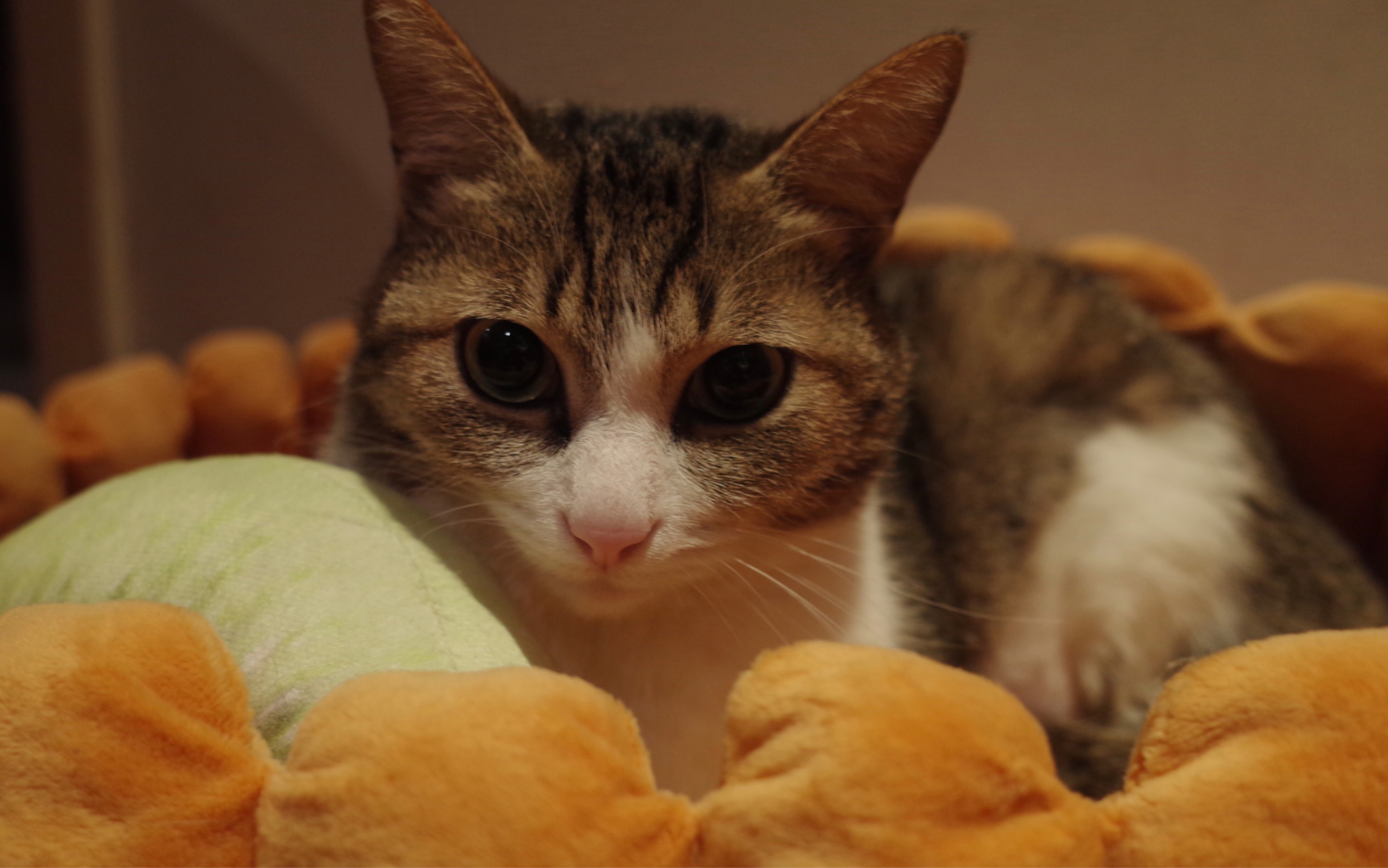 吃菜的猫(菜猫)了解一下