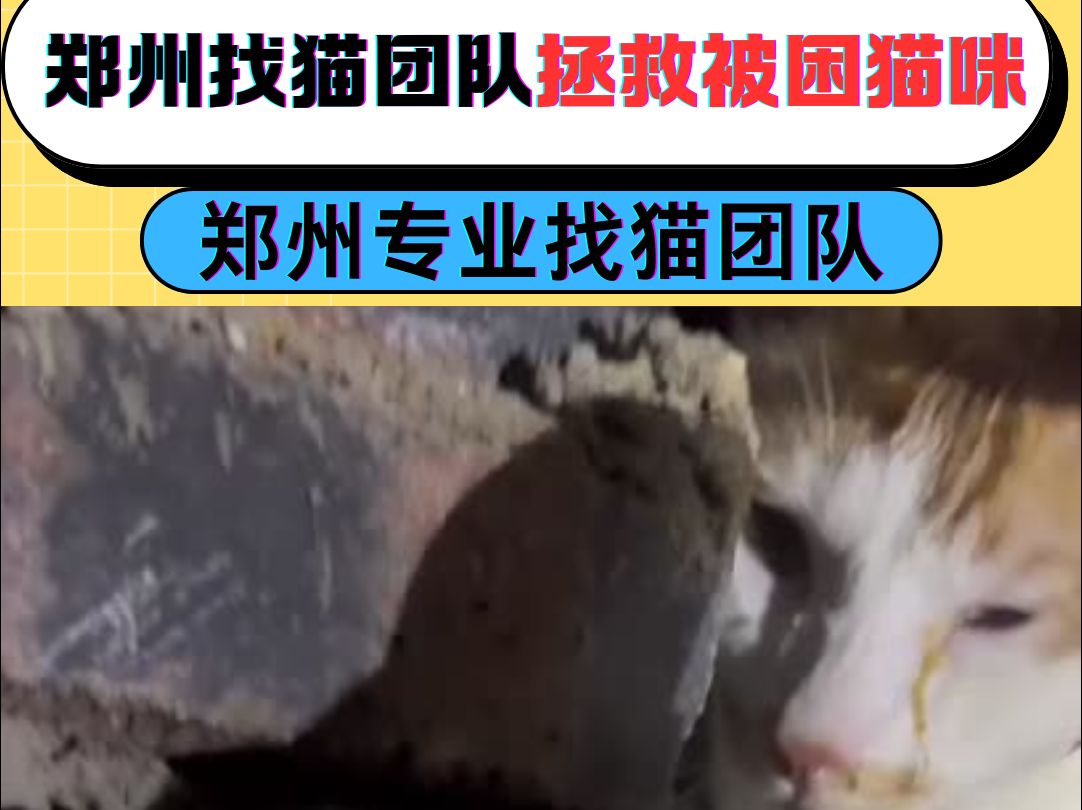 郑州找猫团队狭缝中拯救猫咪!大捷! 郑州找猫团队在寻宠时候发现猫咪被困吊顶缝隙中动弹不得,经过5小时的拯救猫咪行动哔哩哔哩bilibili