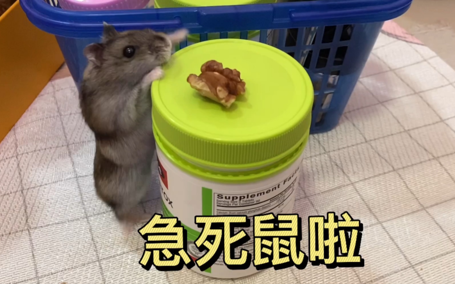 仓鼠日常仓鼠你可真是把我急死了你有那么多小零食居然不给我