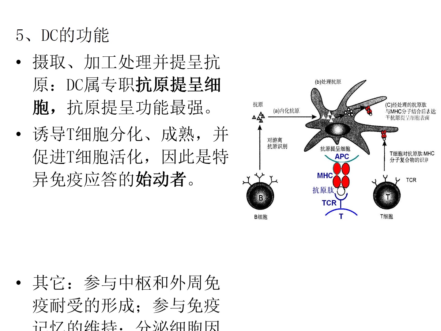 分子免疫学 第十三章 抗原提呈细胞与抗原提呈哔哩哔哩bilibili