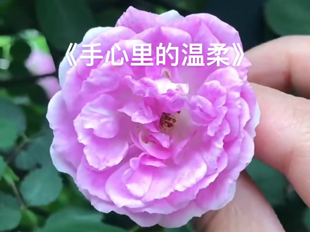 歌曲手心里的温柔(歌曲手心里的温柔原唱降央卓玛)
