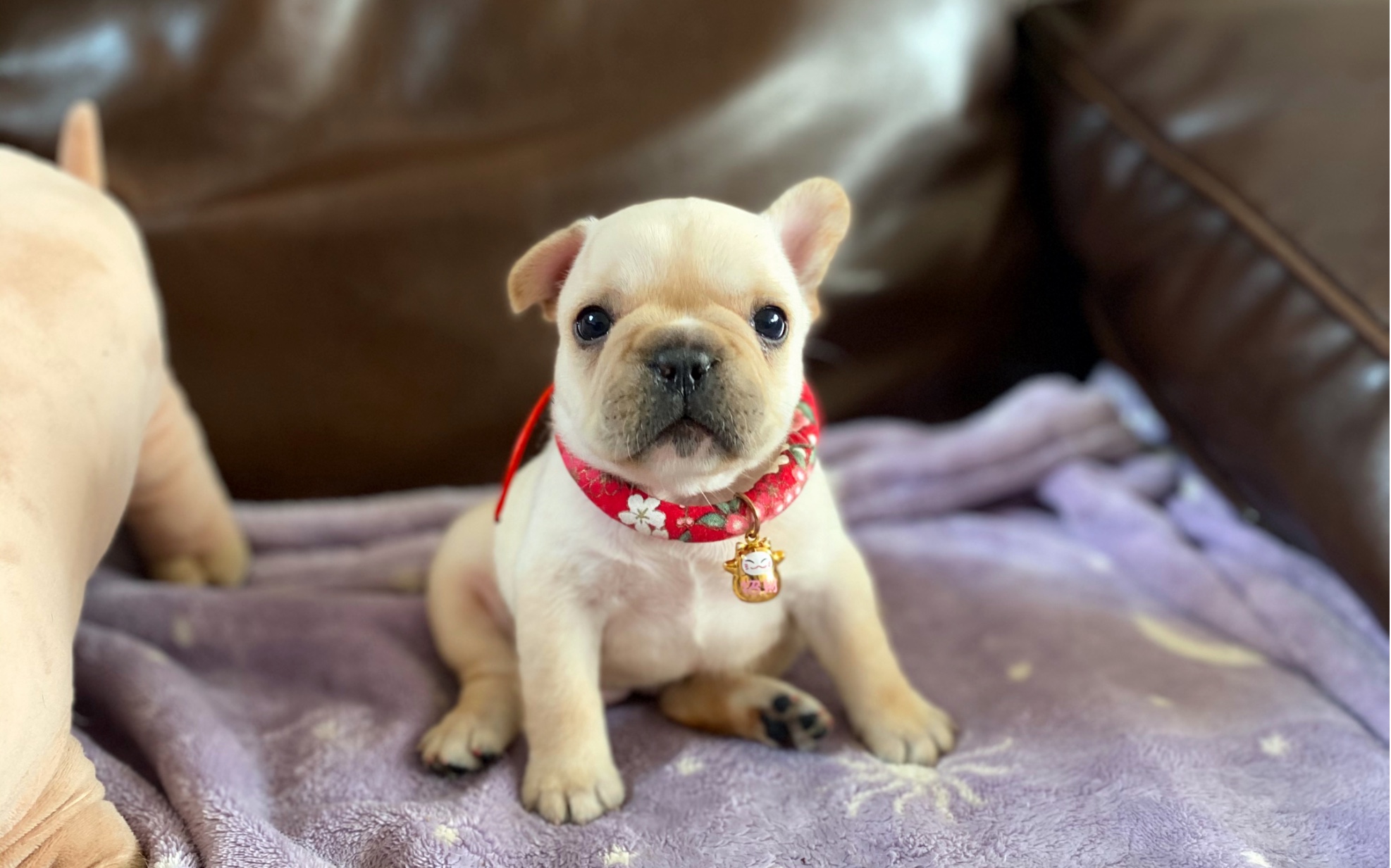 【法斗宝宝】33天的奶油小妹妹～先立了一只耳,另一只加油～_哔哩哔哩